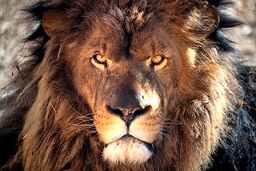 صحنه‌ای هولناک از عاقبت غذا دادن به سلطان جنگل