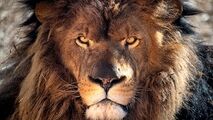صحنه‌ای هولناک از عاقبت غذا دادن به سلطان جنگل