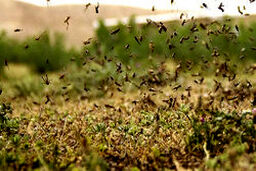 هجوم چند صد میلیونی ملخ های پرنده عربستانی به ایران