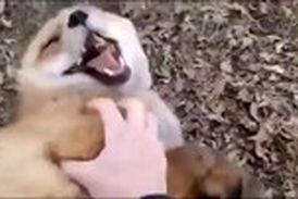 روباه‌ها هم قلقلکی هستند