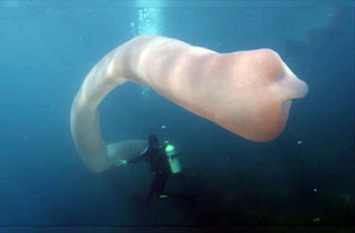 مواجه غواصان با موجود دریایی هشت متری