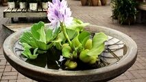 خرید و فروش شیطان زیبا در تهران