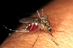 لحظه عجیب ترکیدن پشه بر اثر خوردن خون