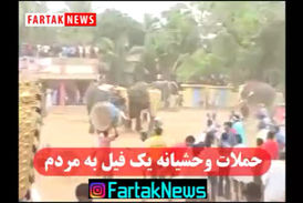 حملات وحشیانه یک فیل به مردم /آیا تا به حال شاهد حملات کشنده یک فیل بوده اید؟