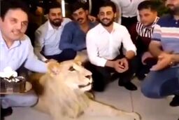 بلایی که صاحب بی‌وجدان سر شیر بیچاره آورد!