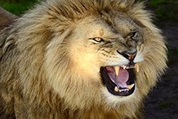 حمله وحشتناک شیر نر به مربی‌اش در سیرک