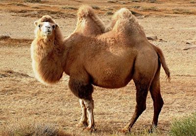 مسابقه انتخاب ملکه زیبایی شتر‌ها در چین
