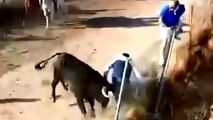 حمله مرگبار گاو خشمگین به یک تماشاچی!