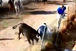 حمله مرگبار گاو خشمگین به یک تماشاچی!