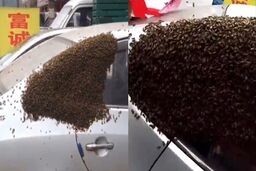 تبدیل شدن خودرو به کندوی زنبور عسل!