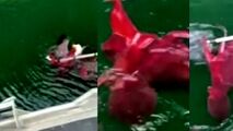 نجات عقاب سر سفید از دست اختاپوس