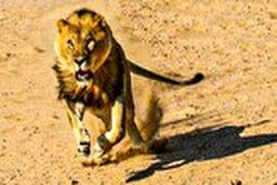 حملات نفس‌گیر شیر خشمگین به یک مرد 