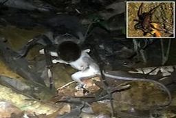 عجیب‌ترین شکار ضبط شده دنیا