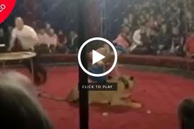 ویدیو/ حمله ناگهانی شیر به دختر ۴ ساله در سیرک!
