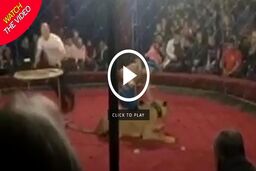 ویدیو/ حمله ناگهانی شیر به دختر ۴ ساله در سیرک!