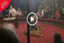 ویدیو/ حمله ناگهانی شیر به دختر ۴ ساله در سیرک!