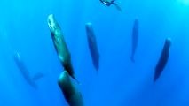 تصاویری از یک موجود غول آسا که بصورت عمودی به خواب می‌رود!