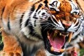 ویدیو/ حمله غافلگیر کننده ببر خشمگین به یک زن