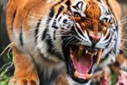 حمله غافلگیر کننده ببر خشمگین به یک زن