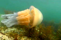 عروس دریایی غول پیکر سر راه مستندسازان قرار گرفت