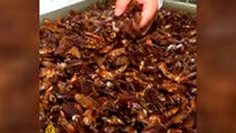  کارخانه‌های تولید سوسک خوراکی در چین