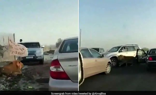 وحشت رانندگان از پرسه شیر سرگردان در جاده!+فیلم