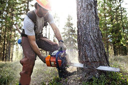 صدایی که قرار است دیگر در جنگل‌های شمال شنیده نشود