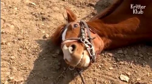 اسبی که دست هنرپیشه‌های هالیوود را هم از پشت بست