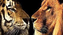 دعوای ببر و شیر حین اجرای نمایش در سیرک