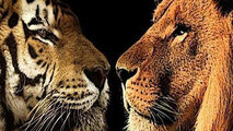 دعوای ببر و شیر حین اجرای نمایش در سیرک