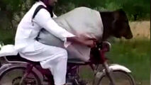 قاچاق گاو از هند به پاکستان با موتورسیکلت! + فیلم