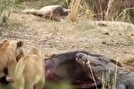 ورود میهمان ناخوانده به ضیافت شیرها