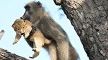 اقدام باورنکردنی میمون پس از دزدیدن توله شیر! 