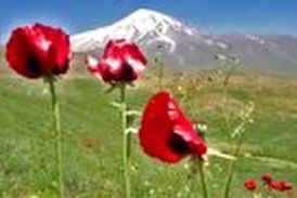 بازدید گردشگران از گل‌های شقایق در دشت‌های کوه دماوند 