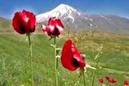 بازدید گردشگران از گل‌های شقایق در دشت‌های کوه دماوند 