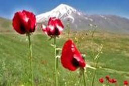 بازدید گردشگران از گل‌های شقایق در دشت‌های کوه دماوند 