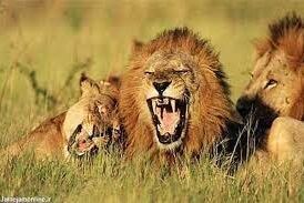 حمله شیرهای گرسنه به یک زرافه