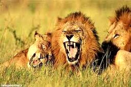 ویدیو دیدنی از حمله شیرهای گرسنه به یک زرافه