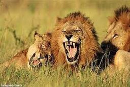 ویدیو/ حمله شیرهای گرسنه به یک زرافه