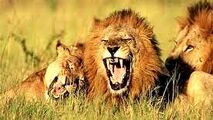 ویدیو/ حمله شیرهای گرسنه به یک زرافه