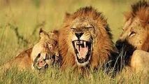 ویدیو/ حمله شیرهای گرسنه به یک زرافه