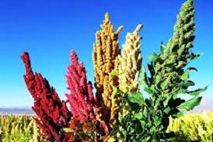 گیاه کینوا جایگزین برنج در استان مرکزی