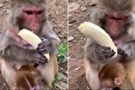 میمونی که دقیقا مثل آدم ها موز می خورد! 