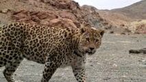 لحظه حمله ناگهانی پلنگ به سگ خانگی