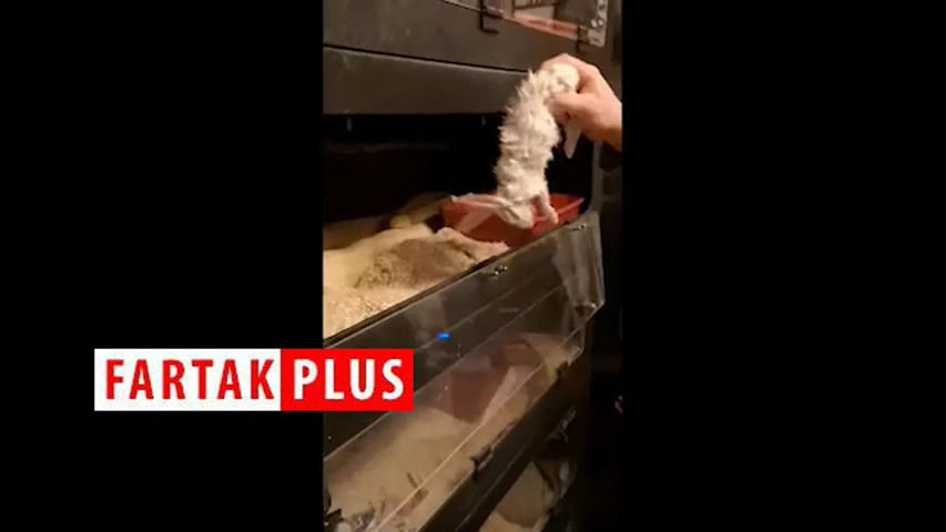 ماری که صاحبش را با غذا اشتباه گرفت