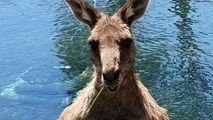 صحنه‌ای عجیب در استخر منزل خانواده استرالیایی