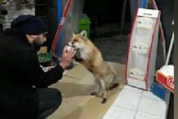 برخورد زیبای صاحب سوپرمارکت با یک روباه