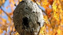 زنبوری که یک تنه لانه می‌سازد!
