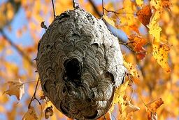 زنبوری که یک تنه لانه می‌سازد!