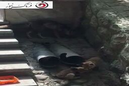 اختصاصی/گردش دسته جمعی روباه‌ها در شهرک امید تهران
